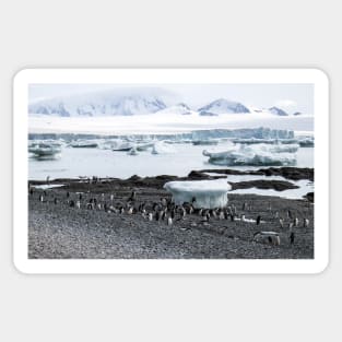 Gentoo penguins at Brown Bluff Sticker